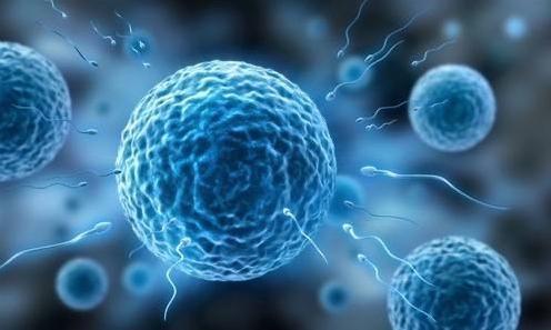 科學(xué)家發(fā)現(xiàn),卵子會偏愛某些人精細(xì)胞,這些人卻并不一定是伴侶