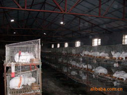 鄭州輝瑞生物科技 創新飼料產品引領綠色養殖新時代